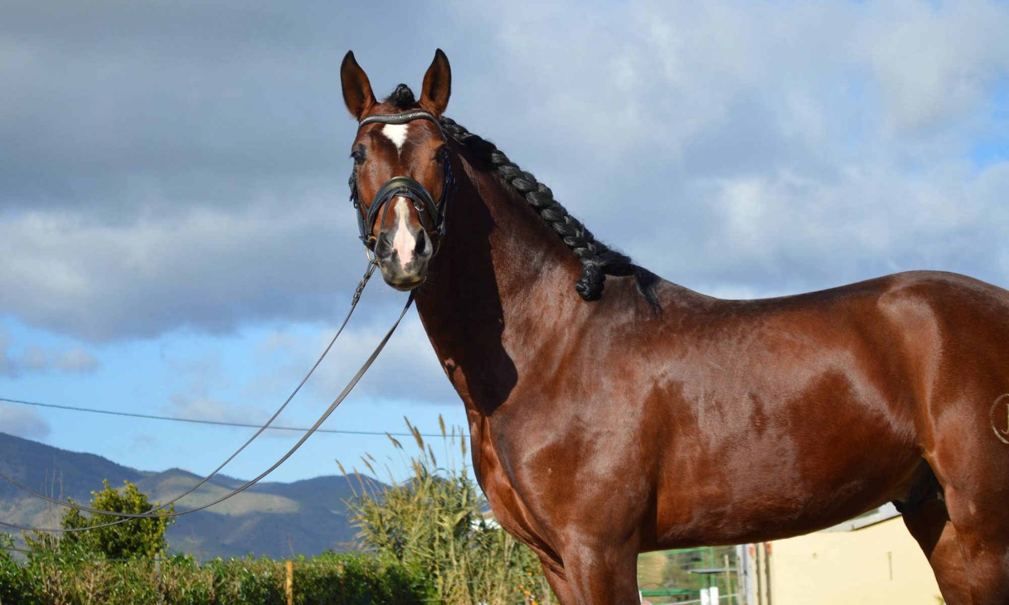 Andalusian Horse World