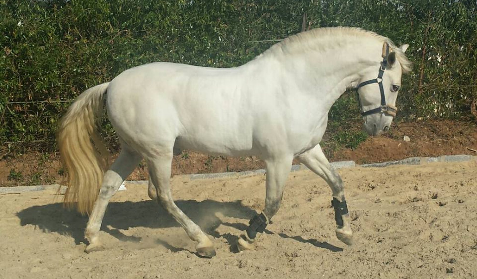 Andalusian Horse World